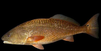 Red Drum